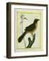 Flame-Colored Tanager-Georges-Louis Buffon-Framed Premium Giclee Print