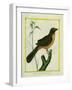 Flame-Colored Tanager-Georges-Louis Buffon-Framed Premium Giclee Print