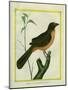 Flame-Colored Tanager-Georges-Louis Buffon-Mounted Premium Giclee Print