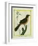 Flame-Colored Tanager-Georges-Louis Buffon-Framed Giclee Print