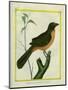 Flame-Colored Tanager-Georges-Louis Buffon-Mounted Giclee Print