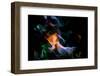 Flame detail from campfire, Kentucky-Adam Jones-Framed Photographic Print