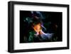 Flame detail from campfire, Kentucky-Adam Jones-Framed Photographic Print