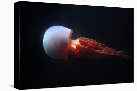 Flame Jellyfish (Rhopilema Esculentum). Wildlife Animal.-wrangel-Stretched Canvas