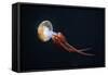Flame Jellyfish (Rhopilema Esculentum). Wildlife Animal.-wrangel-Framed Stretched Canvas