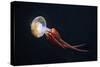 Flame Jellyfish (Rhopilema Esculentum). Wildlife Animal.-wrangel-Stretched Canvas