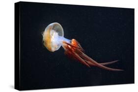 Flame Jellyfish (Rhopilema Esculentum). Wildlife Animal.-wrangel-Stretched Canvas