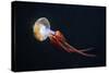 Flame Jellyfish (Rhopilema Esculentum). Wildlife Animal.-wrangel-Stretched Canvas