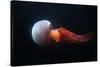 Flame Jellyfish (Rhopilema Esculentum). Wildlife Animal.-wrangel-Stretched Canvas