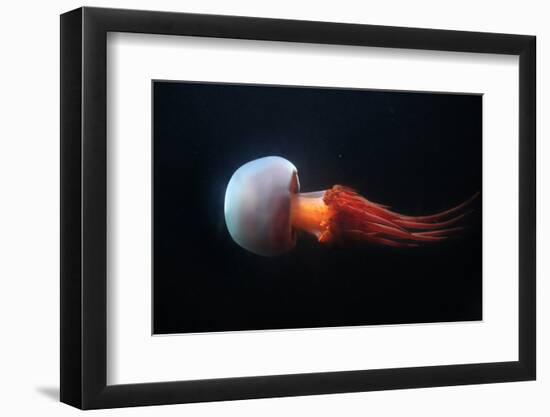 Flame Jellyfish (Rhopilema Esculentum). Wildlife Animal.-wrangel-Framed Photographic Print