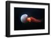 Flame Jellyfish (Rhopilema Esculentum). Wildlife Animal.-wrangel-Framed Photographic Print