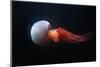 Flame Jellyfish (Rhopilema Esculentum). Wildlife Animal.-wrangel-Mounted Photographic Print