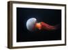 Flame Jellyfish (Rhopilema Esculentum). Wildlife Animal.-wrangel-Framed Photographic Print