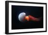 Flame Jellyfish (Rhopilema Esculentum). Wildlife Animal.-wrangel-Framed Photographic Print