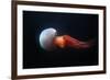 Flame Jellyfish (Rhopilema Esculentum). Wildlife Animal.-wrangel-Framed Photographic Print