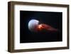 Flame Jellyfish (Rhopilema Esculentum). Wildlife Animal.-wrangel-Framed Photographic Print