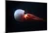 Flame Jellyfish (Rhopilema Esculentum). Wildlife Animal.-wrangel-Mounted Photographic Print