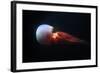 Flame Jellyfish (Rhopilema Esculentum). Wildlife Animal.-wrangel-Framed Photographic Print