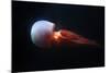 Flame Jellyfish (Rhopilema Esculentum). Wildlife Animal.-wrangel-Mounted Photographic Print