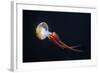 Flame Jellyfish (Rhopilema Esculentum). Wildlife Animal.-wrangel-Framed Photographic Print