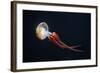 Flame Jellyfish (Rhopilema Esculentum). Wildlife Animal.-wrangel-Framed Photographic Print