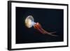 Flame Jellyfish (Rhopilema Esculentum). Wildlife Animal.-wrangel-Framed Photographic Print