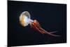 Flame Jellyfish (Rhopilema Esculentum). Wildlife Animal.-wrangel-Mounted Photographic Print