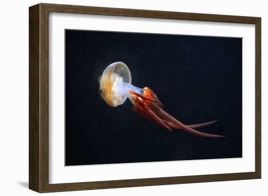 Flame Jellyfish (Rhopilema Esculentum). Wildlife Animal.-wrangel-Framed Photographic Print