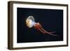 Flame Jellyfish (Rhopilema Esculentum). Wildlife Animal.-wrangel-Framed Photographic Print