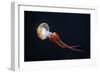 Flame Jellyfish (Rhopilema Esculentum). Wildlife Animal.-wrangel-Framed Photographic Print