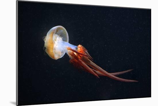 Flame Jellyfish (Rhopilema Esculentum). Wildlife Animal.-wrangel-Mounted Photographic Print