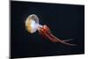Flame Jellyfish (Rhopilema Esculentum). Wildlife Animal.-wrangel-Mounted Photographic Print