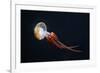 Flame Jellyfish (Rhopilema Esculentum). Wildlife Animal.-wrangel-Framed Photographic Print