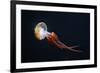 Flame Jellyfish (Rhopilema Esculentum). Wildlife Animal.-wrangel-Framed Photographic Print