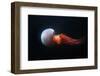 Flame Jellyfish (Rhopilema Esculentum). Wildlife Animal.-Vladimir Wrangel-Framed Photographic Print