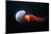 Flame Jellyfish (Rhopilema Esculentum). Wildlife Animal.-Vladimir Wrangel-Mounted Photographic Print