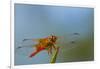 Flame Skimmer Dragonfly Drying its Wings on a Daytime Perch-Michael Qualls-Framed Photographic Print