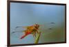 Flame Skimmer Dragonfly Drying its Wings on a Daytime Perch-Michael Qualls-Framed Photographic Print