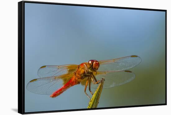 Flame Skimmer Dragonfly Drying its Wings on a Daytime Perch-Michael Qualls-Framed Stretched Canvas