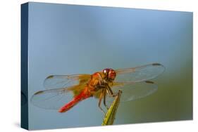 Flame Skimmer Dragonfly Drying its Wings on a Daytime Perch-Michael Qualls-Stretched Canvas