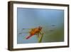 Flame Skimmer Dragonfly Drying its Wings on a Daytime Perch-Michael Qualls-Framed Photographic Print