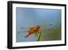 Flame Skimmer Dragonfly Drying its Wings on a Daytime Perch-Michael Qualls-Framed Photographic Print