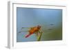 Flame Skimmer Dragonfly Drying its Wings on a Daytime Perch-Michael Qualls-Framed Photographic Print