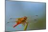 Flame Skimmer Dragonfly Drying its Wings on a Daytime Perch-Michael Qualls-Mounted Photographic Print