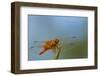 Flame Skimmer Dragonfly Drying its Wings on a Daytime Perch-Michael Qualls-Framed Photographic Print