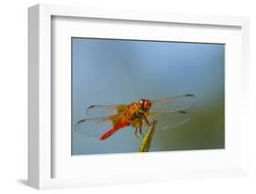 Flame Skimmer Dragonfly Drying its Wings on a Daytime Perch-Michael Qualls-Framed Photographic Print