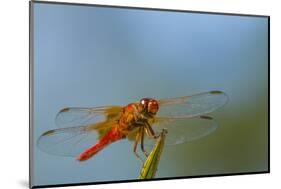 Flame Skimmer Dragonfly Drying its Wings on a Daytime Perch-Michael Qualls-Mounted Photographic Print