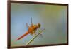 Flame Skimmer Dragonfly Perched and at Rest in La Mesa, California-Michael Qualls-Framed Photographic Print