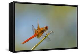 Flame Skimmer Dragonfly Perched and at Rest in La Mesa, California-Michael Qualls-Framed Stretched Canvas