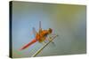 Flame Skimmer Dragonfly Perched and at Rest in La Mesa, California-Michael Qualls-Stretched Canvas